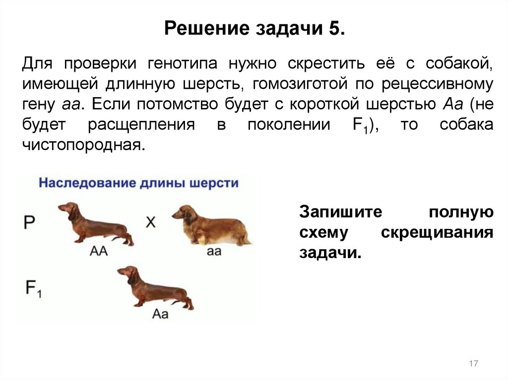 Порода определяющий признак