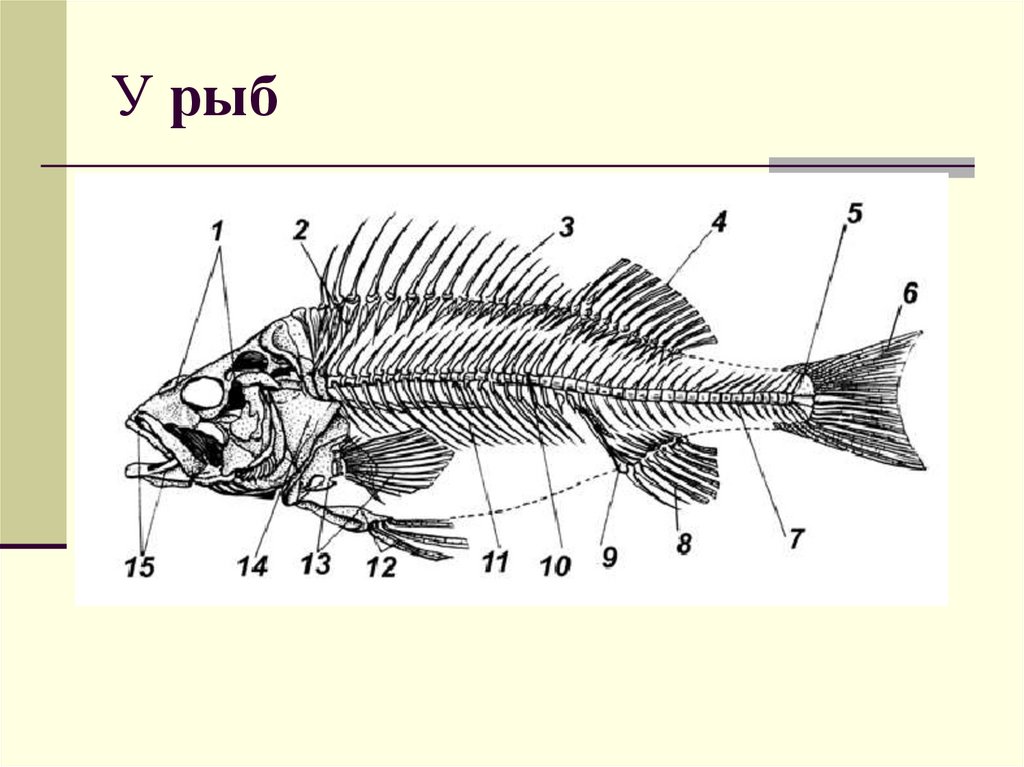 Главные признаки рыб схематический рисунок