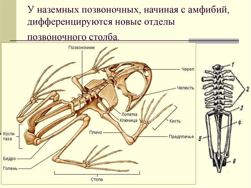 Сердце первых наземных позвоночных