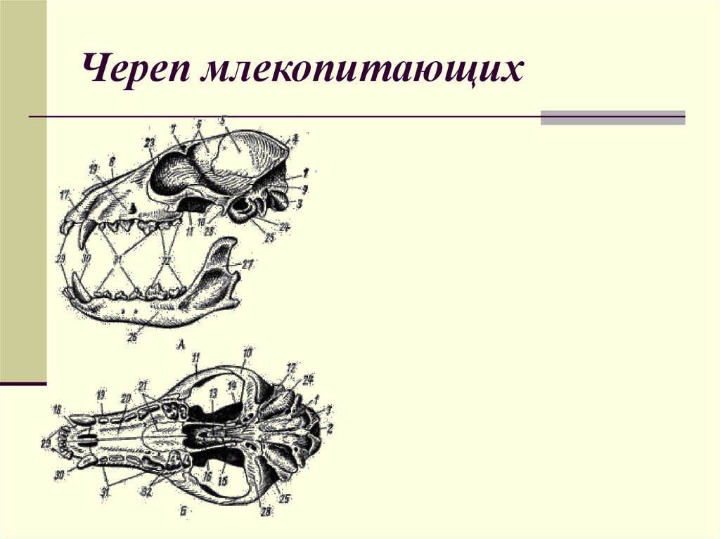 Соединение костей черепа млекопитающих. Череп млекопитающих.