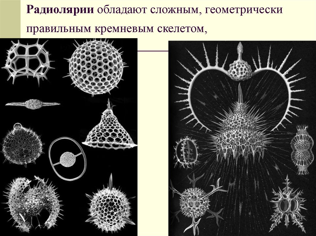 Обладать сложный