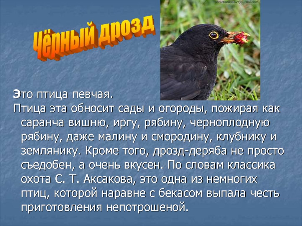 Слово оседлый. Закончи предложение оседлые птицы. Птицы Ярославской области. Интересные факты о оседлых птицах.