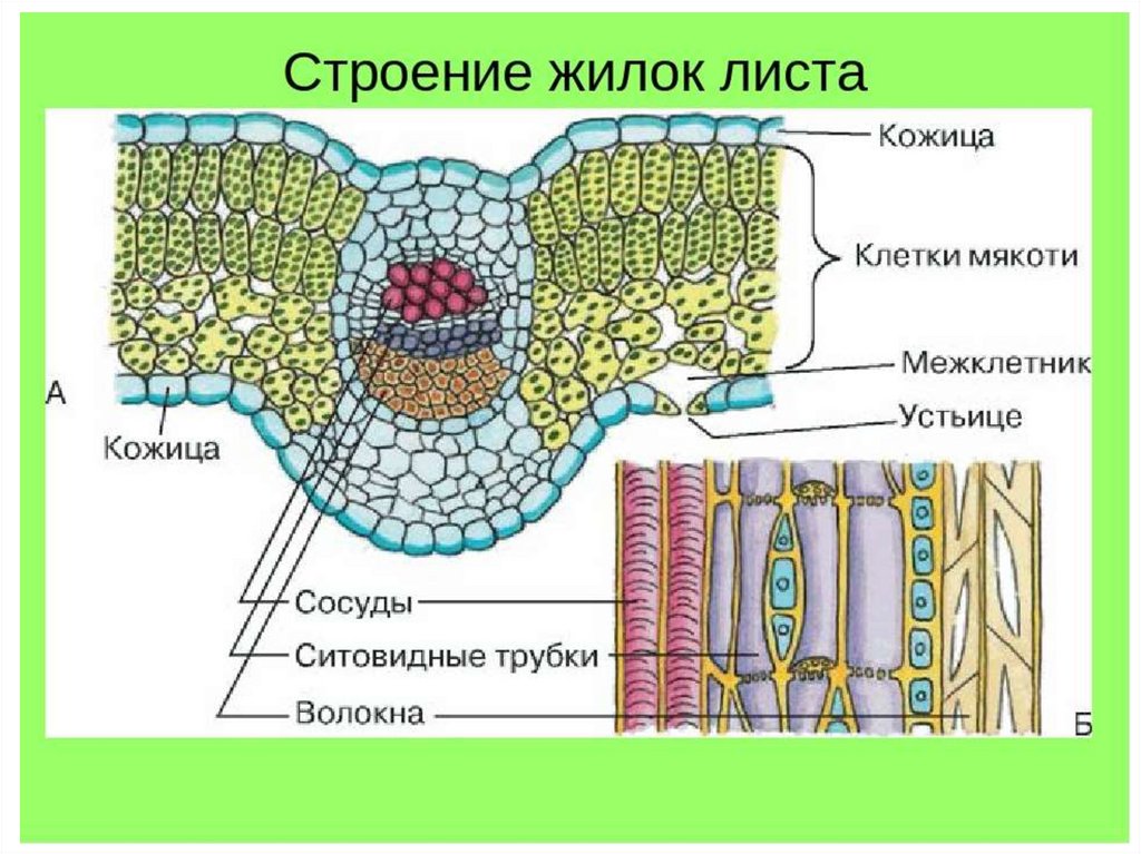 Губчатая ткань - Вопросы и ответы