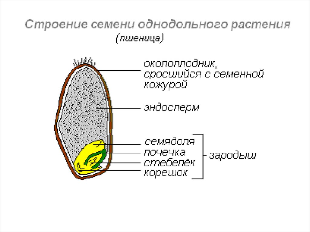 Роль семени пшеницы. Строение семян однодольных растений 6 класс. Строение семени однодольного растения. Схема строения однодольного растения. Строение цветка однодольных растений 6 класс.