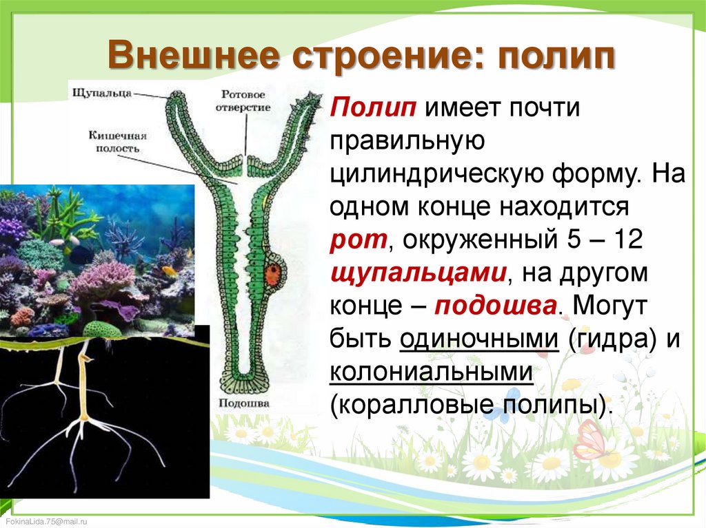 Строение жизнедеятельность гидры. Строение полипа гидры. Пресноводный полип гидра строение. Гидра Пресноводная строение. Строение гидры Кишечнополостные.