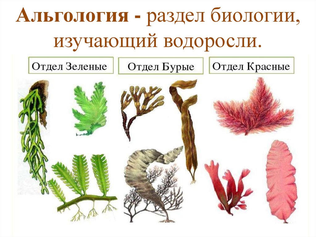 Разнообразие водорослей биология. Водоросли зеленые бурые красные. Многообразие зеленых красных и бурых водорослей. Бурую, красную, многоклеточную зеленую водоросли. Систематика водоросли порфира.