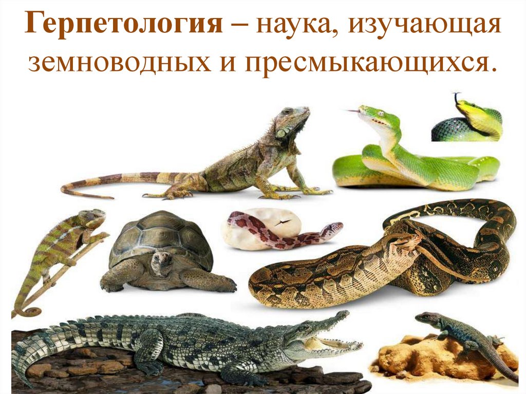 Герпетология изучает. Рептилии и земноводные. Герпетология. Наука о пресмыкающихся и земноводных. Земноводные рептилии и пресмыкающиеся.