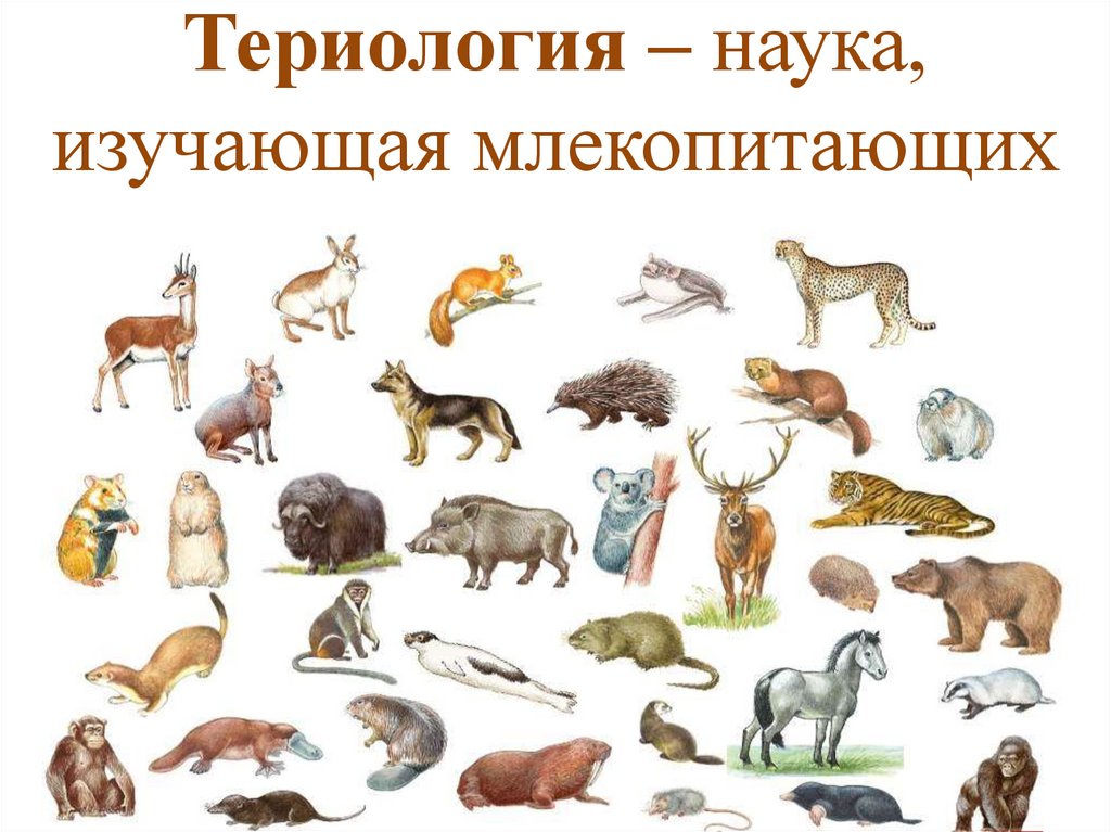 Териология это наука изучающая. Териология. Наука изучающая млекопитающих. Териология это наука. Раздел зоологии млекопитающих.