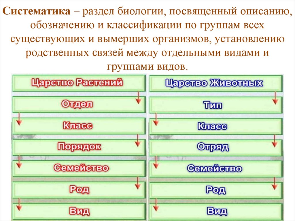 Систематика организмов 5 класс биология. Систематика. Систематика в биологии. Систематизация в биологии. Систематит.