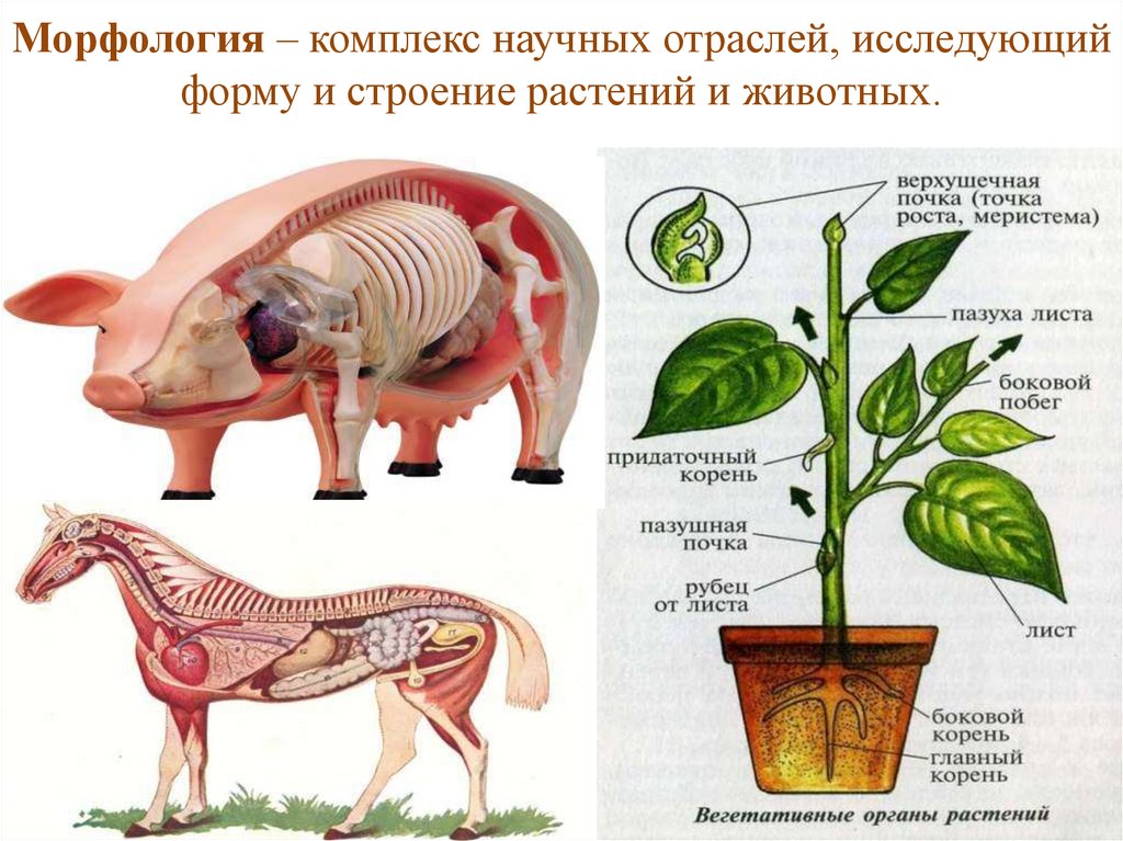 Анатомия зоология морфология