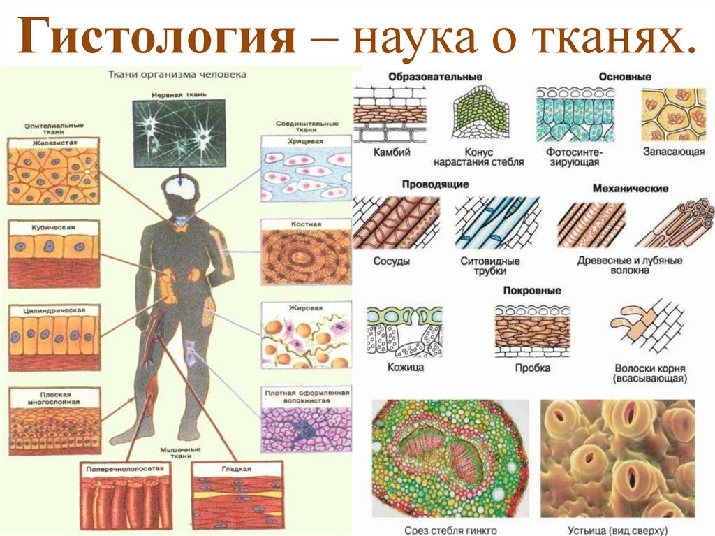 Основное группа ткани человека. Биология ткани таблица ткани человека. Таблица тканей человека8кл. Типы тканей биология 8 класс. Типы биологические ткани 8 класс.