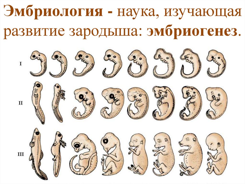 Этапы зародыша. Эмбриология и эмбриогенез. Эмбриология стадии развития эмбриона. Эмбриогенез человека. Этапы зародышевого развития человека.