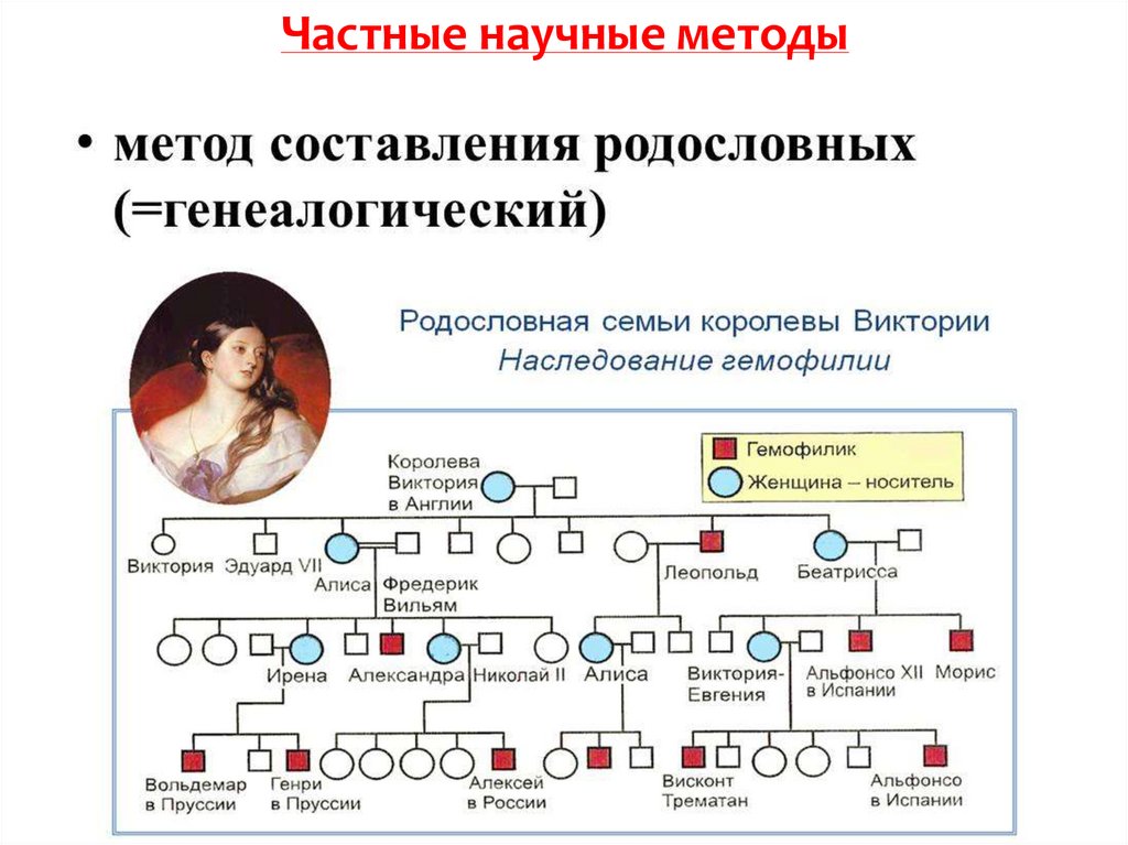 Метод изучения генетики основанный на анализе родословной