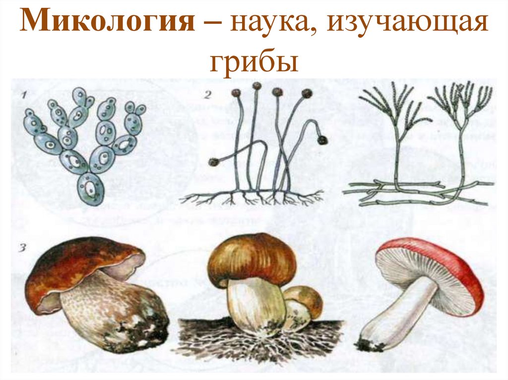 Наука которая изучает грибы. Микология грибы. Микология наука о грибах. Изучаем грибы. Микология картинки.