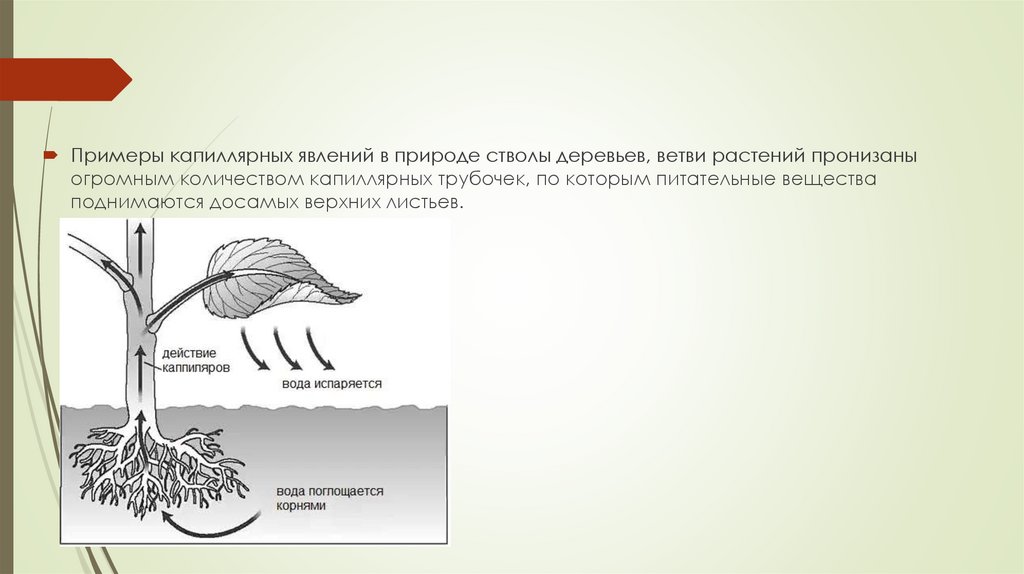 Капиллярные явления в природе презентация