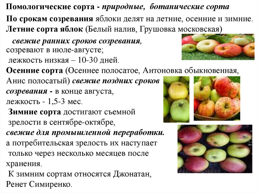 Сроки созревания яблони. Помологические сорта яблок. Помологический сорт что это. Товарные сорта овощей и плодов. Что положено в основу деления помологических сортов яблок.