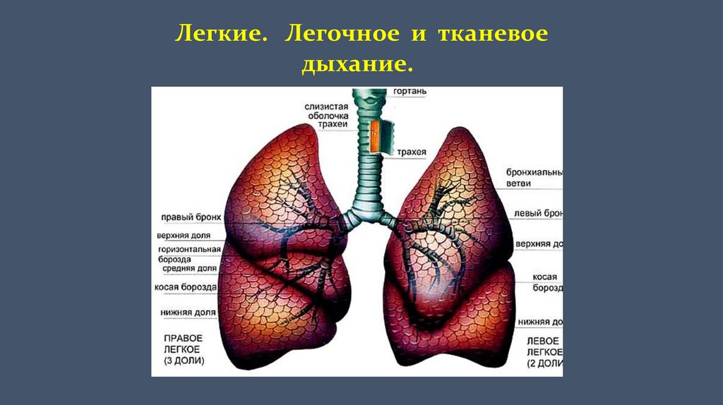 Дыхание строение легких