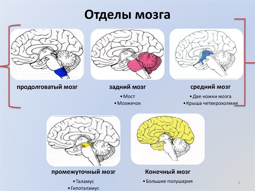 Продолговатый промежуточный мозг