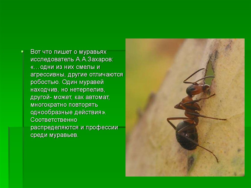 Как пишется муравьи. Муравьи презентация. Вывод о муравьях. Муравей тема. Презентация про муравья для 1 класса.