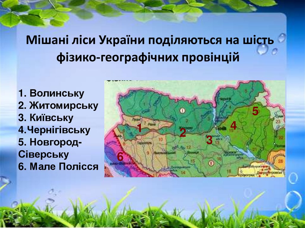 Мішані ліси України поділяються на шість фізико-географічних провінцій