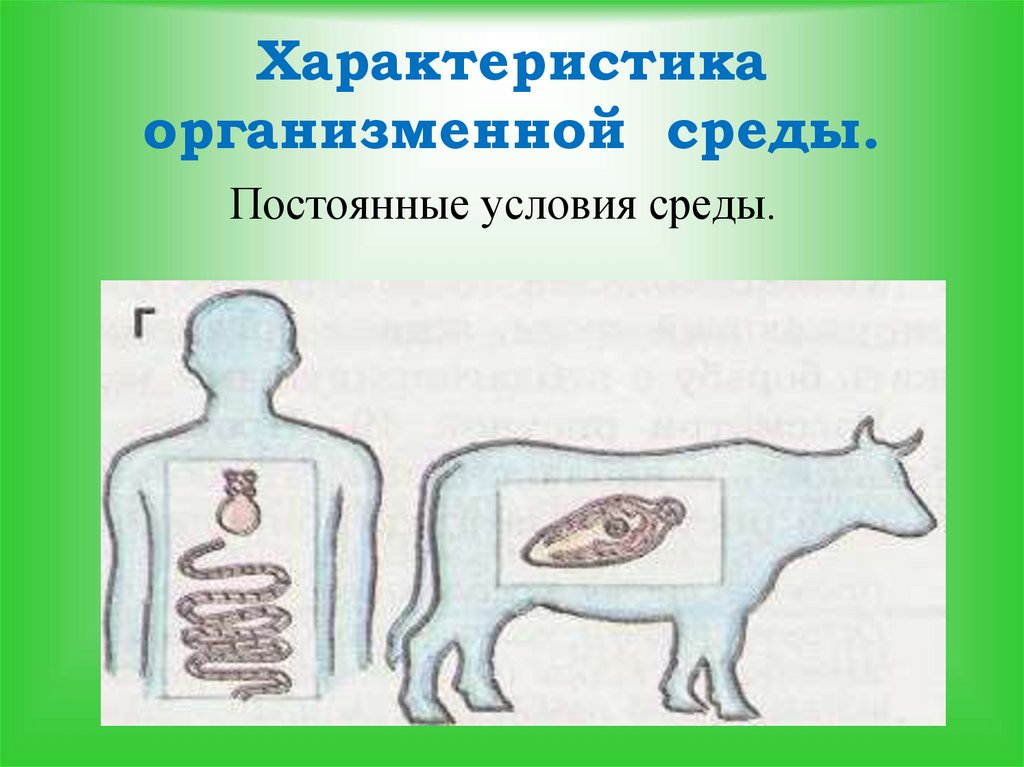 Организменная среда. Организменная среда обитания. Организменная среда 5 класс. Организменная среда условия среды. Характеристика организменной среды.