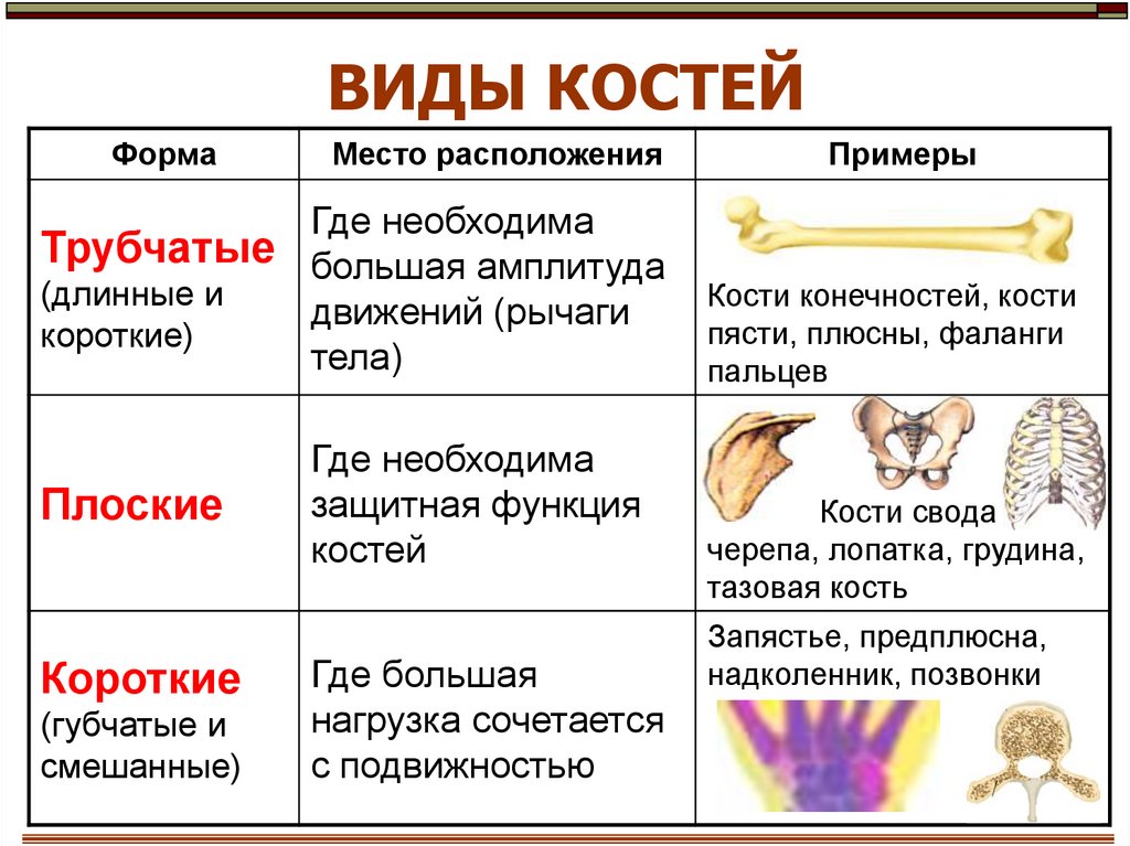 8 класс биология особенности строения. Кост и трубчатые губчатые. Трубчатые губчатые плоские кости таблица. Таблица трубчатые плоские губчатые смешанные. Кости трубчатые губчатые плоские смешанные.