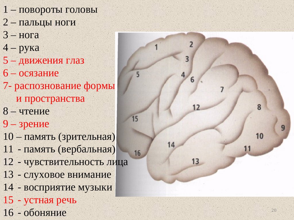 1 головной мозг расположение. Расположение мозга у камбалы. Токи мозга как расположены.