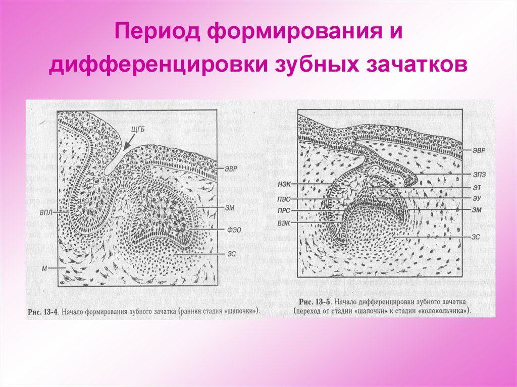 Схема дифференцировки нейрального зачатка