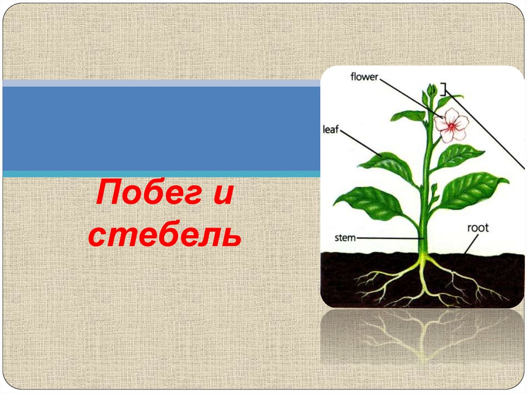 Тема стебель. Стебель презентация. Стебель биология. Прямой стебель. Анатомия стебля - презентация.