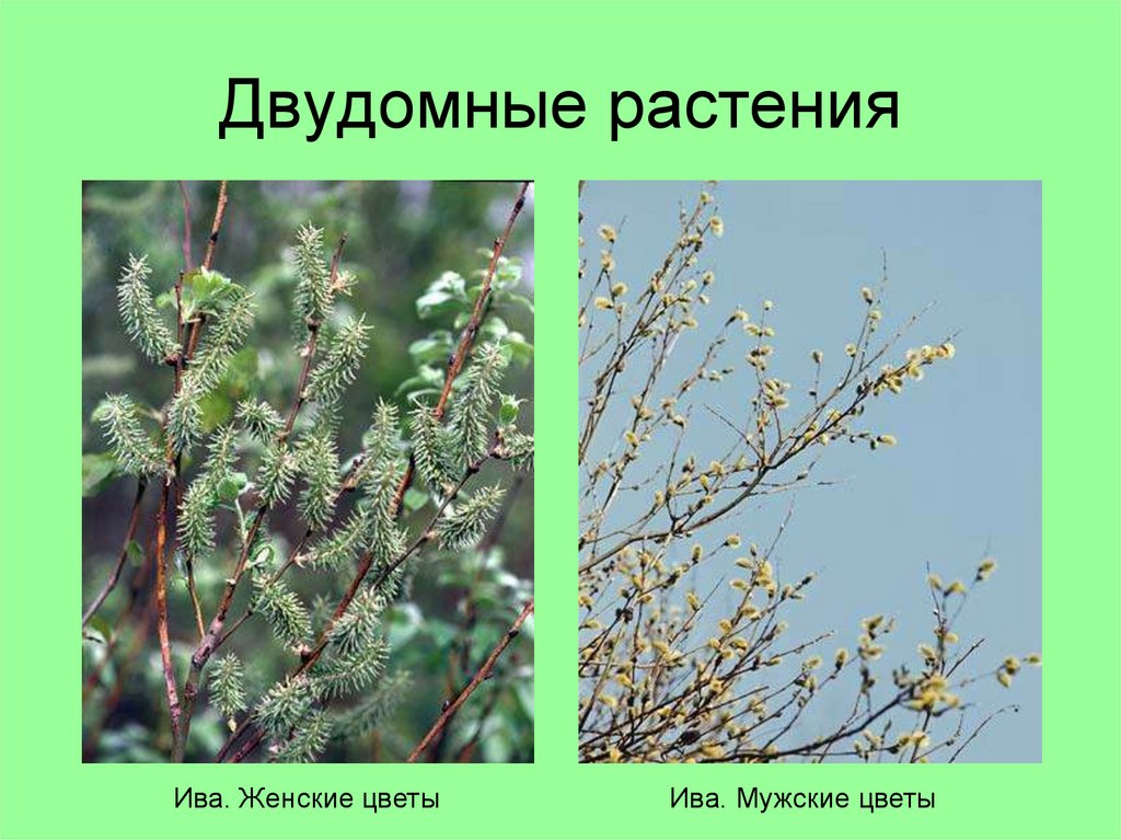 Двудомные растения