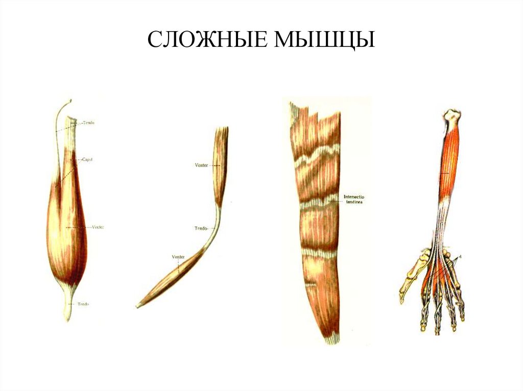 Простые мышцы. Сложные мышцы. Простые и сложные мышцы. Строение сложной мышцы. Выписать сложные мышцы.