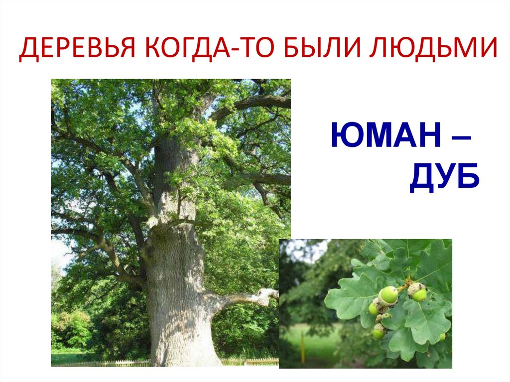 ДЕРЕВЬЯ КОГДА-ТО БЫЛИ ЛЮДЬМИ