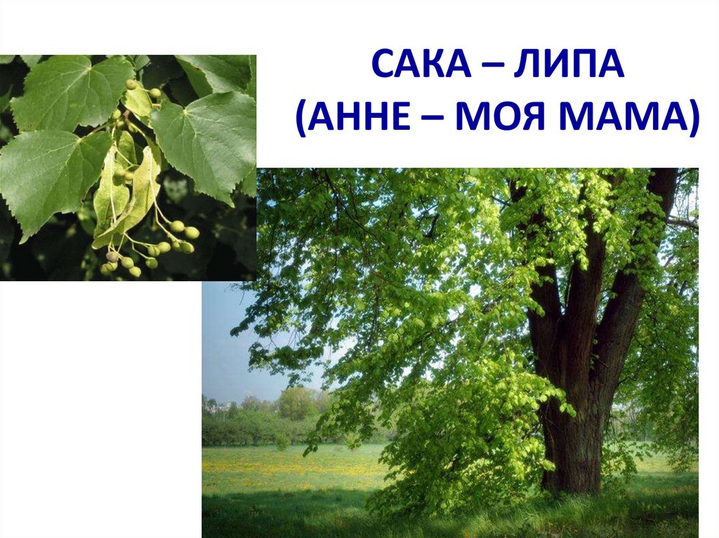 САКА – ЛИПА (АННЕ – МОЯ МАМА)