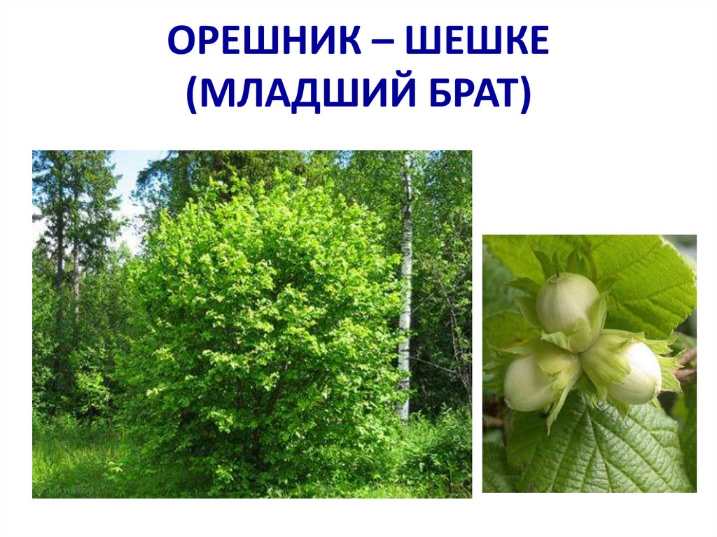 ОРЕШНИК – ШЕШКЕ (МЛАДШИЙ БРАТ)