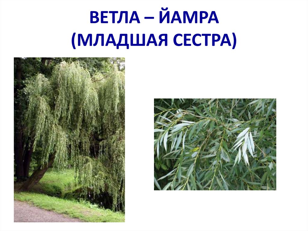 ВЕТЛА – ЙАМРА (МЛАДШАЯ СЕСТРА)