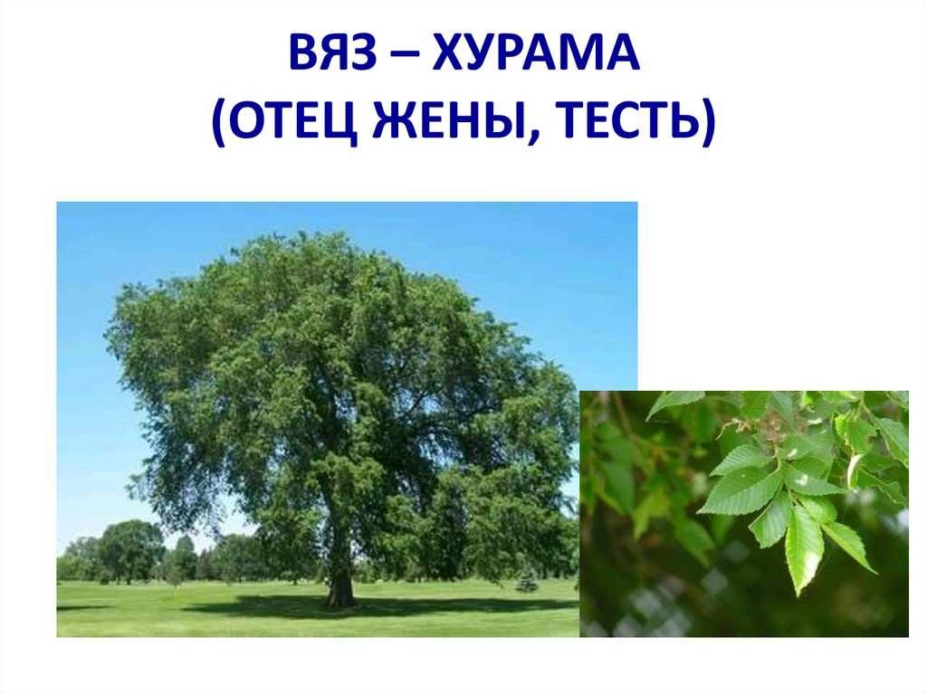 ВЯЗ – ХУРАМА (ОТЕЦ ЖЕНЫ, ТЕСТЬ)