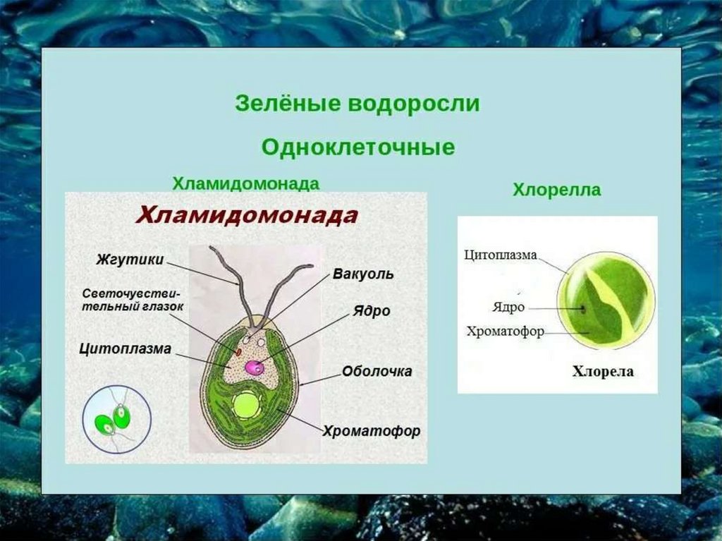 Известно что хламидомонада одноклеточная фотосинтезирующая зеленая водоросль. Одноклеточные зеленые водоросли 5 класс биология. Одноклеточная водоросль хлорелла. Биология строение одноклеточных водорослей. Xlamidonada xlorella.