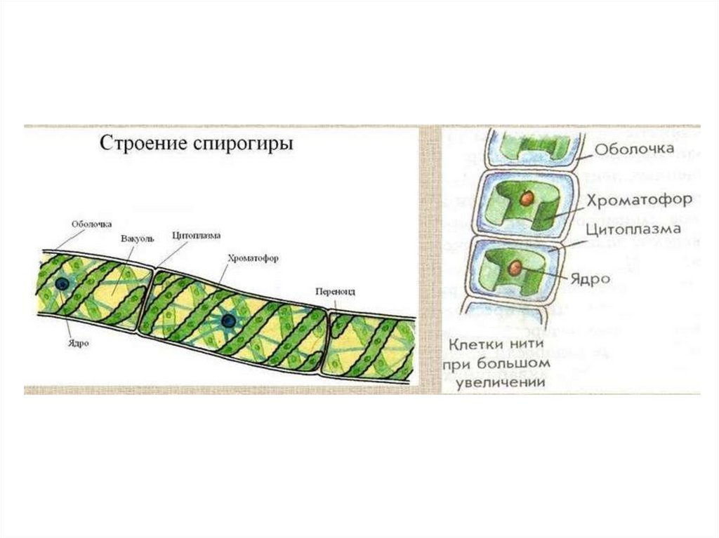 Улотрикс и спирогира. Улотрикс клеточная стенка. Строение улотрикса водоросли. Строение многоклеточной водоросли улотрикс.