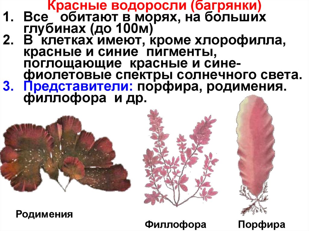 Общие признаки красных водорослей