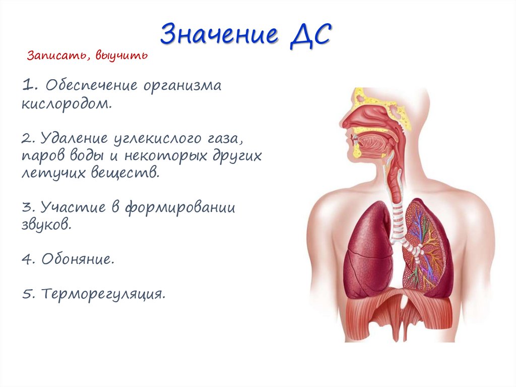 Значение дыхания органы дыхания презентация 8 класс