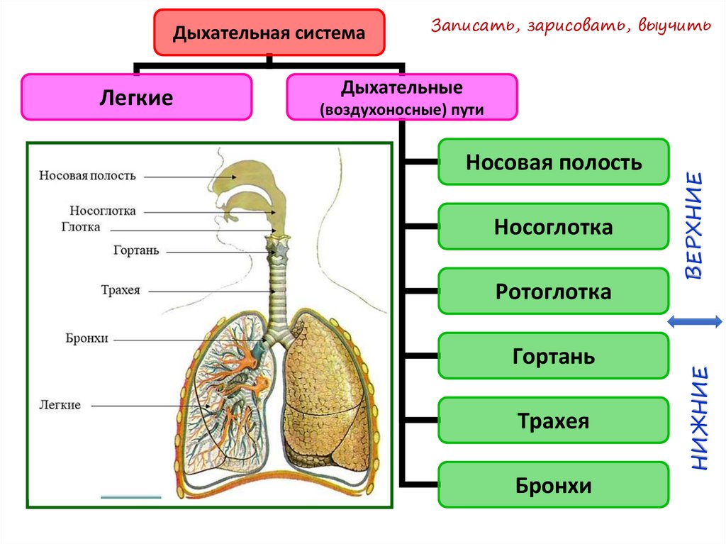 Органы дыхания и их значение