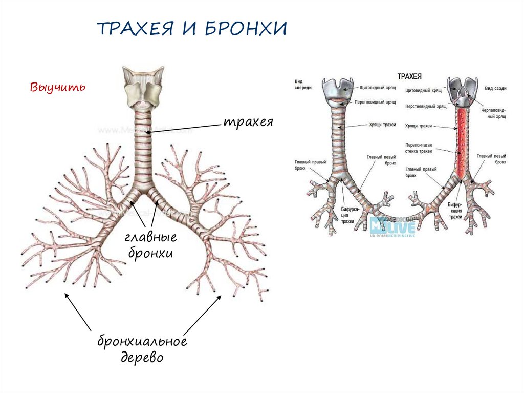 Общий план строения