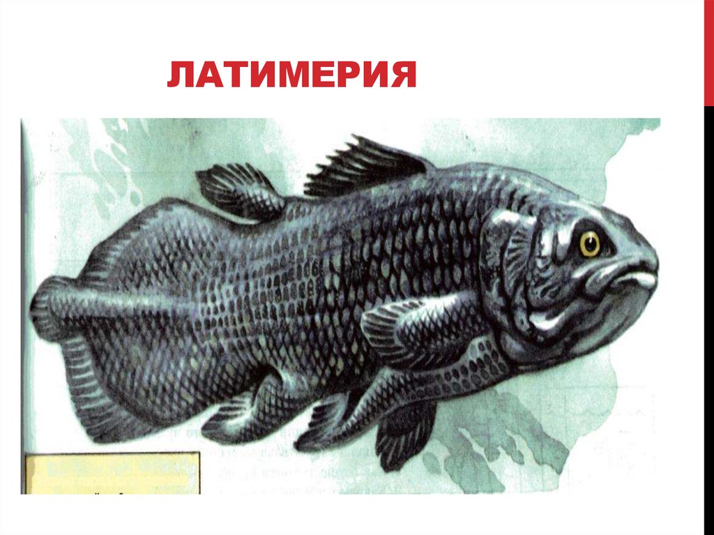 Латимерия. Латимерия рыбы черно белые. Карась Латимерия. Латимерия рисунок легкий. Латимерия биологический прогресс