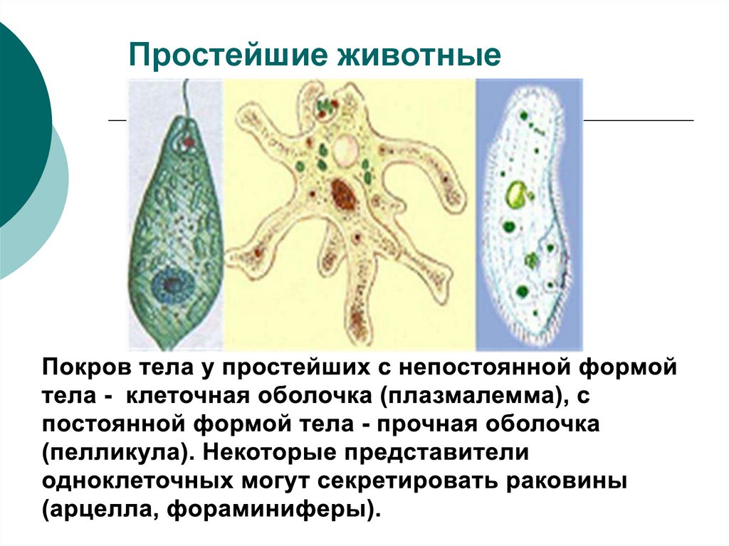 Формы тела животных. Форма тела простейших животных. Формы клеток простейших организмов. Простейшие с постоянной формой тела. Постоянная форма тела у простейших.