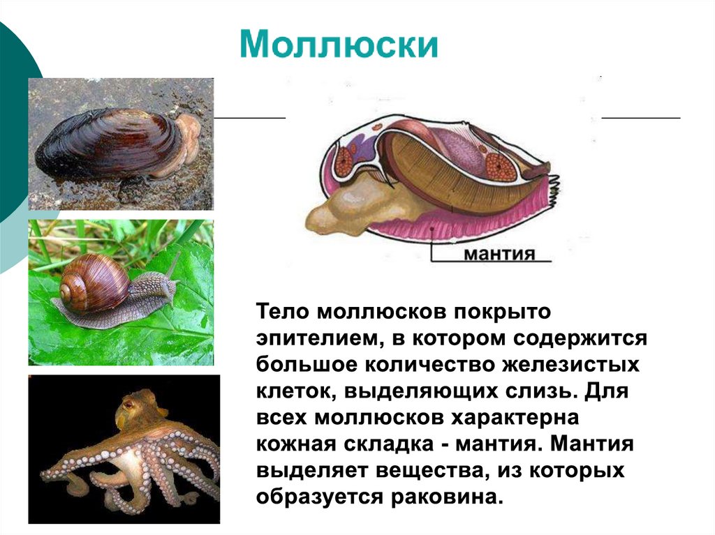Мантия у моллюсков. Ароморфозы моллюсков мантийность. Аномалии покровов тела у животных. Выделительная система одноклеточных.