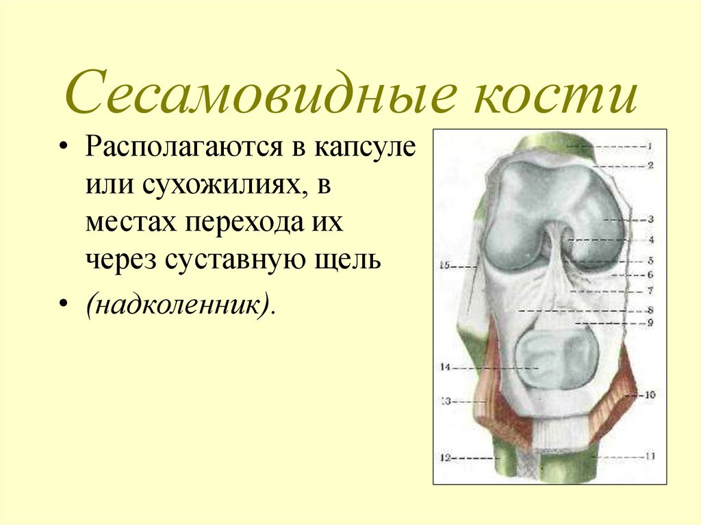 Сесамовидные кости