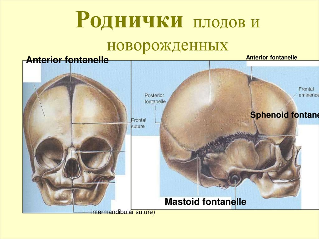 Развитие родничка. Роднички черепа анатомия. Роднички у новорожденных анатомия. Швы и роднички черепа анатомия. Роднички черепа новорожденного.
