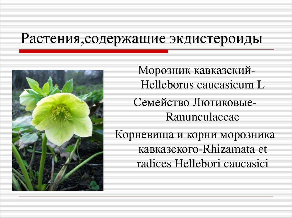 Растения,содержащие экдистероиды