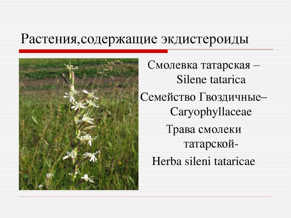 Растения,содержащие экдистероиды