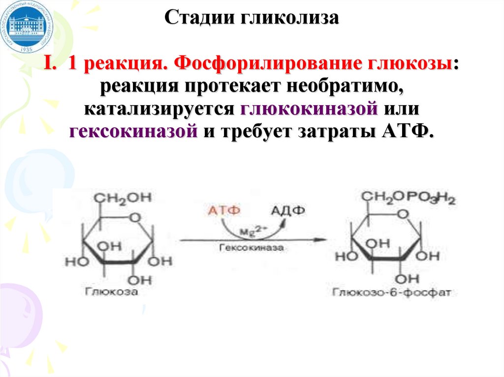 Аэробное фосфорилирование глюкозы. Анаэробный гликолиз формула. Реакции окислительного этапа гликолиза. Гликолиз 1 этап реакции. Реакции лимитирующие скорость гликолиза.